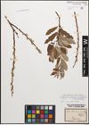 Foto von Salix caprea L. x Salix purpurea L.
